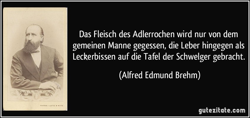 Das Fleisch des Adlerrochen wird nur von dem gemeinen Manne gegessen, die Leber hingegen als Leckerbissen auf die Tafel der Schwelger gebracht. (Alfred Edmund Brehm)