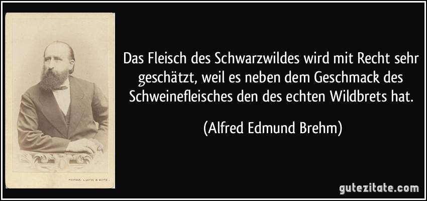 Das Fleisch des Schwarzwildes wird mit Recht sehr geschätzt, weil es neben dem Geschmack des Schweinefleisches den des echten Wildbrets hat. (Alfred Edmund Brehm)