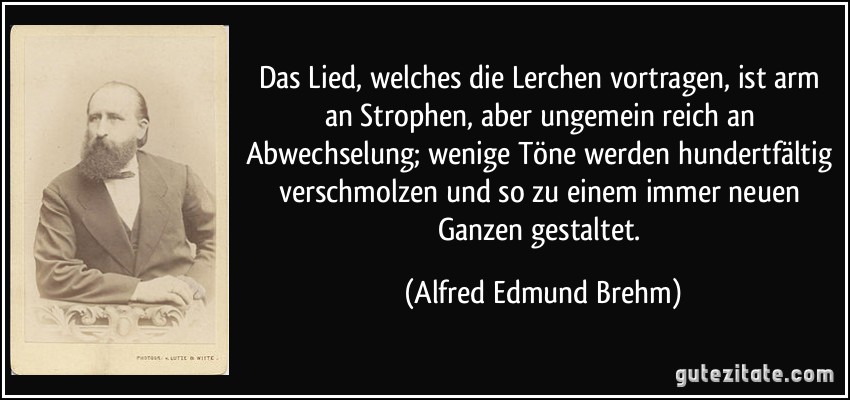 Das Lied, welches die Lerchen vortragen, ist arm an Strophen, aber ungemein reich an Abwechselung; wenige Töne werden hundertfältig verschmolzen und so zu einem immer neuen Ganzen gestaltet. (Alfred Edmund Brehm)