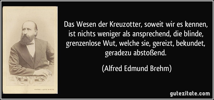 Das Wesen der Kreuzotter, soweit wir es kennen, ist nichts weniger als ansprechend, die blinde, grenzenlose Wut, welche sie, gereizt, bekundet, geradezu abstoßend. (Alfred Edmund Brehm)