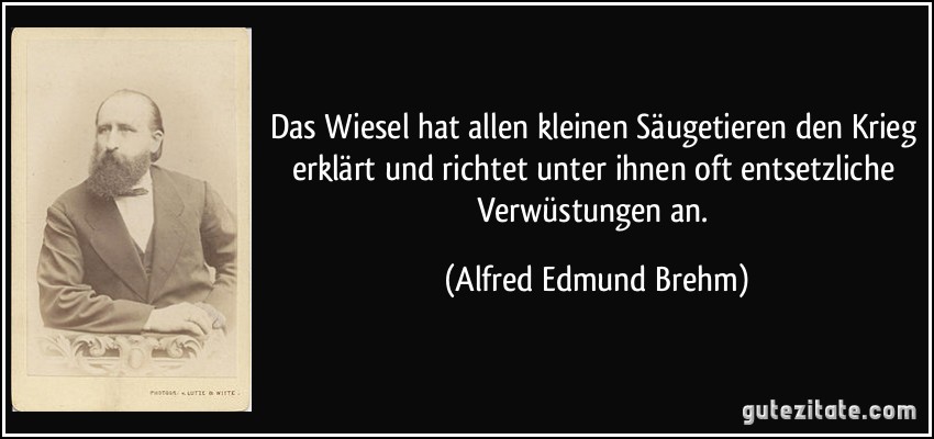 Das Wiesel hat allen kleinen Säugetieren den Krieg erklärt und richtet unter ihnen oft entsetzliche Verwüstungen an. (Alfred Edmund Brehm)