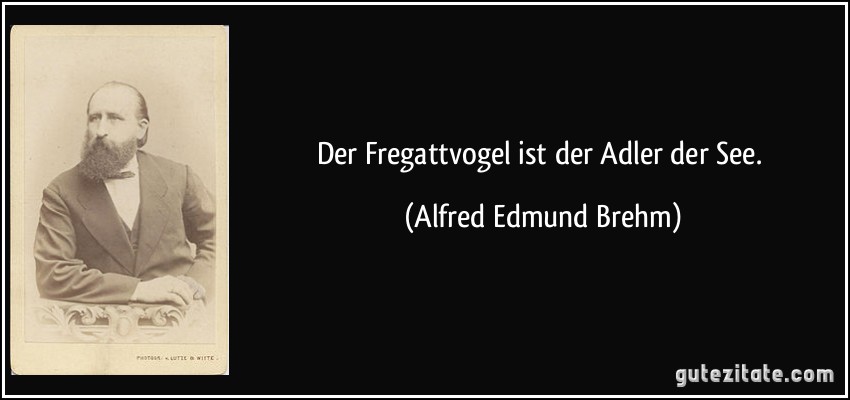 Der Fregattvogel ist der Adler der See. (Alfred Edmund Brehm)