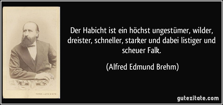 Der Habicht ist ein höchst ungestümer, wilder, dreister, schneller, starker und dabei listiger und scheuer Falk. (Alfred Edmund Brehm)