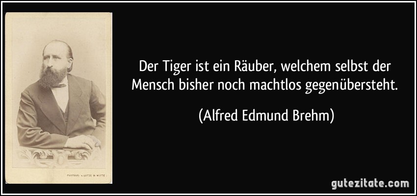 Der Tiger ist ein Räuber, welchem selbst der Mensch bisher noch machtlos gegenübersteht. (Alfred Edmund Brehm)