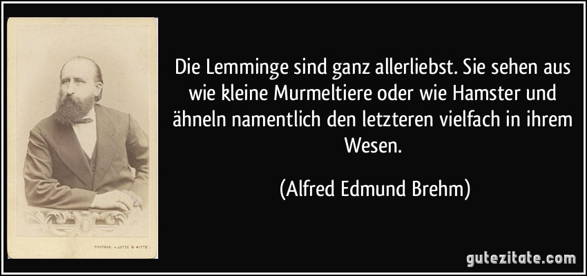 Die Lemminge sind ganz allerliebst. Sie sehen aus wie kleine Murmeltiere oder wie Hamster und ähneln namentlich den letzteren vielfach in ihrem Wesen. (Alfred Edmund Brehm)