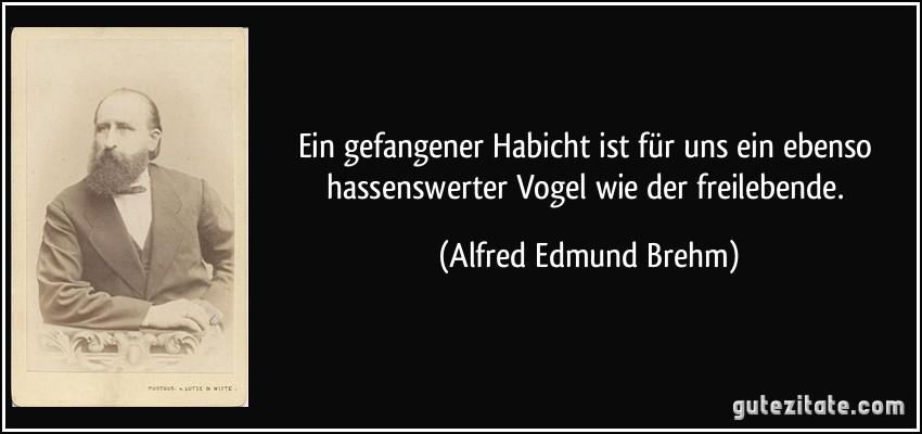 Ein gefangener Habicht ist für uns ein ebenso hassenswerter Vogel wie der freilebende. (Alfred Edmund Brehm)