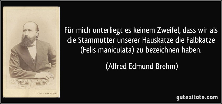 Für mich unterliegt es keinem Zweifel, dass wir als die Stammutter unserer Hauskatze die Falbkatze (Felis maniculata) zu bezeichnen haben. (Alfred Edmund Brehm)