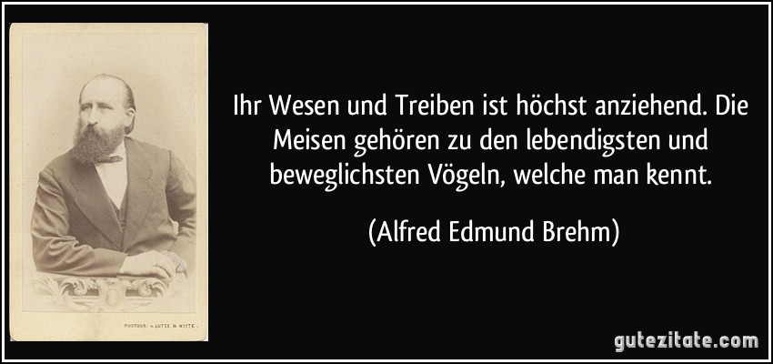 Ihr Wesen und Treiben ist höchst anziehend. Die Meisen gehören zu den lebendigsten und beweglichsten Vögeln, welche man kennt. (Alfred Edmund Brehm)