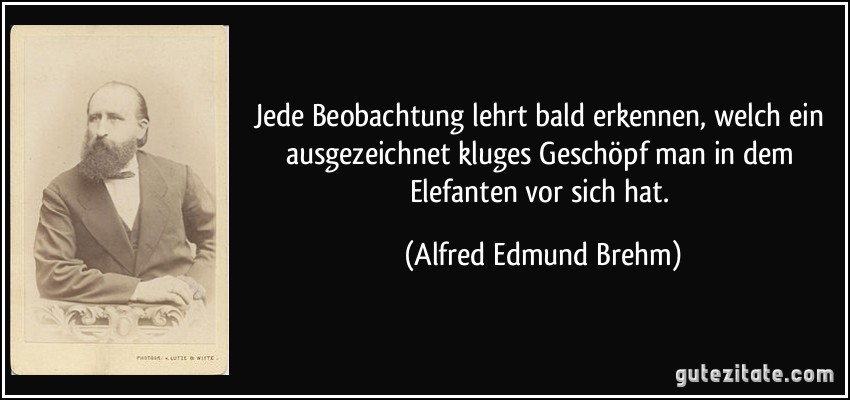 Jede Beobachtung lehrt bald erkennen, welch ein ausgezeichnet kluges Geschöpf man in dem Elefanten vor sich hat. (Alfred Edmund Brehm)