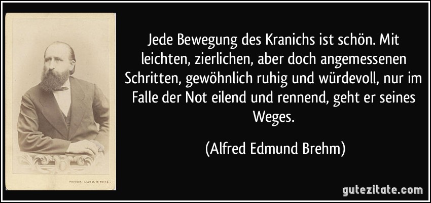 Jede Bewegung des Kranichs ist schön. Mit leichten, zierlichen, aber doch angemessenen Schritten, gewöhnlich ruhig und würdevoll, nur im Falle der Not eilend und rennend, geht er seines Weges. (Alfred Edmund Brehm)