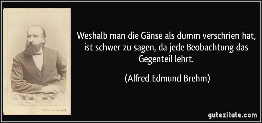 Weshalb man die Gänse als dumm verschrien hat, ist schwer zu sagen, da jede Beobachtung das Gegenteil lehrt. (Alfred Edmund Brehm)